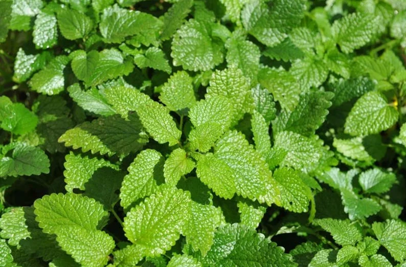 Lemon Balm Live Plant – 4-inch Pot – Fragrant Culinary Herb for Gardens - Image 1