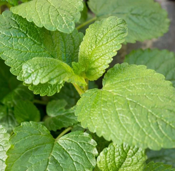 Lemon Balm Live Plant - 4.5-inch Pot - Fragrant Culinary Herb for Gardens - Image 2