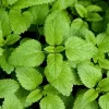 Lemon Balm Live Plant - 4.5-inch Pot - Fragrant Culinary Herb for Gardens - Image 1