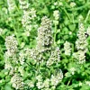 Lemon Balm Seeds - Melissa Officinalis Herb, 100 Seeds, Perennial Outdoor - Image 1