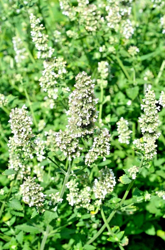 Lemon Balm Seeds - Melissa Officinalis Herb, 100 Seeds, Perennial Outdoor - Image 1