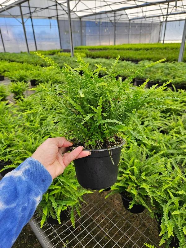 Lemon Button Fern Live Plant – Nephrolepis cordifolia 'Duffii' – Easy Indoor Fern – 4 or 6 Inch Pot - Image 2