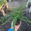 Lemon Button Fern Live Plant - Nephrolepis cordifolia 'Duffii' - 4in Pot - Indoor - Image 1