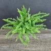 Lemon Button Fern Live Plant – Nephrolepis cordifolia 'Duffii' – 4 Inch Pot – Indoor Houseplant - Image 1