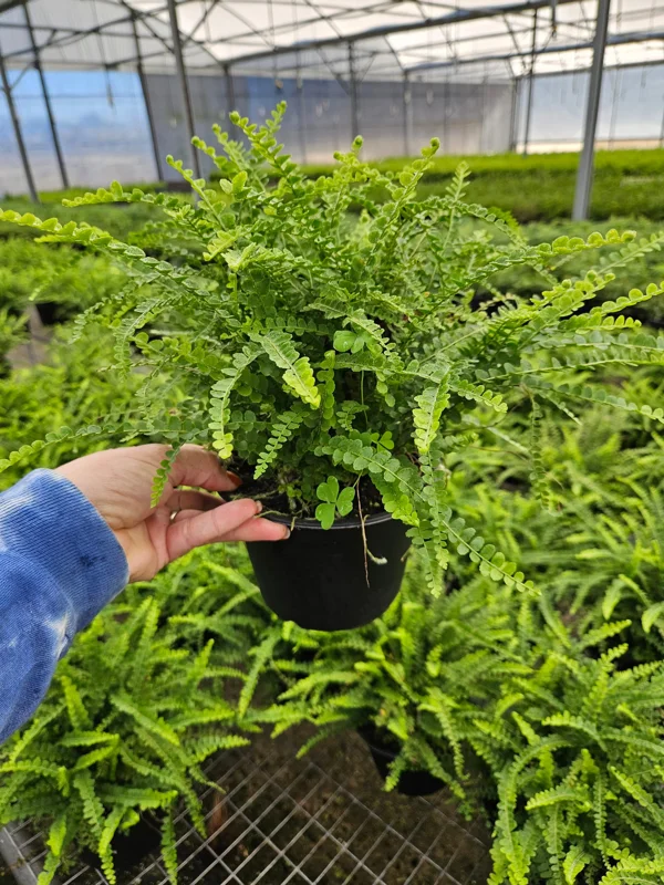 Lemon Button Fern Live Plant – Nephrolepis cordifolia 'Duffii' – Easy Indoor Fern – 4 or 6 Inch Pot - Image 1