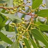 Lemon Eucalyptus Live Plant Plug - 2-6 Inch Tall - Corymbia citriodora - Fragrant Outdoor Herb Tree - Image 1