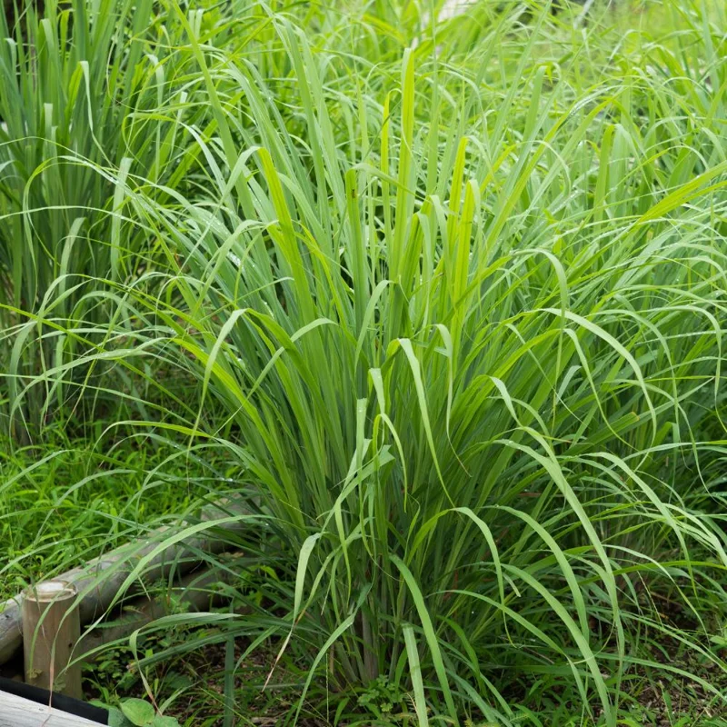 Lemongrass Live Plant – Fragrant Edible Herb – 8-10 Inches Tall Lemongrass Live Plant – Fragrant Edible Herb – 8-10 Inches Tall - Image 2