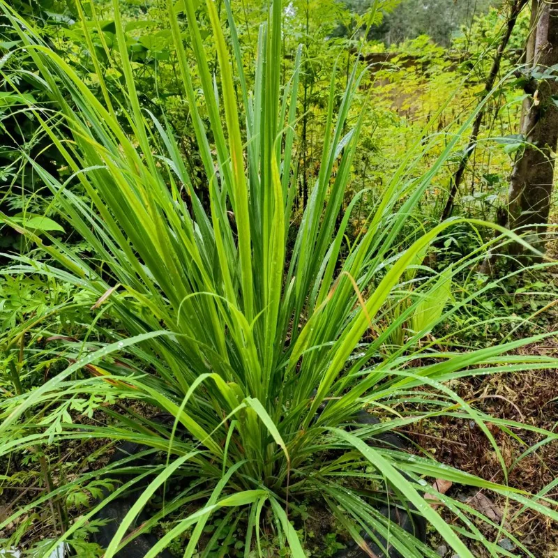 Lemongrass Live Plant – Fragrant Edible Herb – 8-10 Inches Tall Lemongrass Live Plant – Fragrant Edible Herb – 8-10 Inches Tall - Image 3
