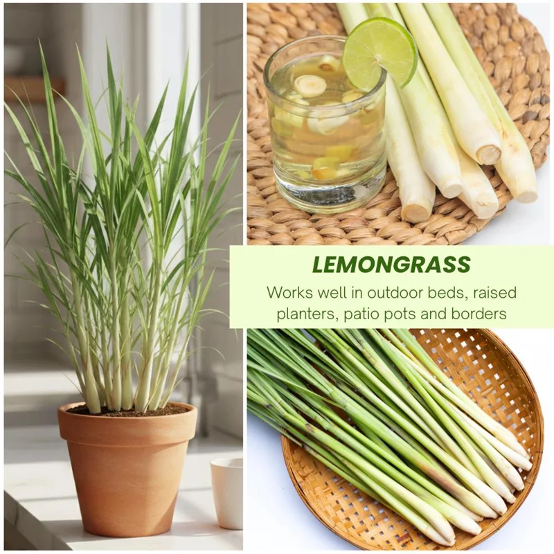 Lemongrass Live Plant – Fragrant Edible Herb – 8-10 Inches Tall Lemongrass Live Plant – Fragrant Edible Herb – 8-10 Inches Tall - Image 4