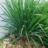 Lemongrass Live Plant - Fragrant Herb, 4 Inch Pot, 8-10 Inch Tall - Image 1