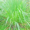Lemongrass Seeds - 100+ Fresh Non-GMO Cymbopogon flexuosus Seeds, Easy to Grow - Image 1