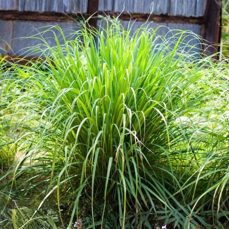 Lemongrass Stalks for Planting - Fresh Live Herb Plant for Garden - Image 2