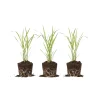 Lemongrass Stalks for Planting - Fresh Live Herb Plant for Garden - Image 1