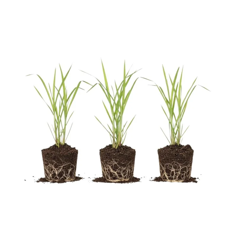 Lemongrass Stalks for Planting - Fresh Live Herb Plant for Garden - Image 1