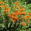 Leonotis Leonurus Plant – Lion's Ear Live Starter Plant – 6-8 Inch Tall – Perennial - Image 1