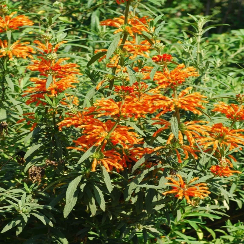 Leonotis Leonurus Plant – Lion's Ear Live Starter Plant – 6-8 Inch Tall – Perennial - Image 1