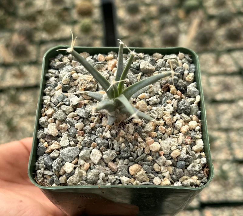 Leuchtenbergia Principis Live Cactus Plant | Unique Agave Cactus | 4-6 Inch Pot Leuchtenbergia Principis Live Cactus Plant | Unique Agave Cactus | 4-6 Inch Pot - Image 4