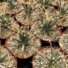 Leuchtenbergia Principis Live Plant - Unique Agave Cactus in 6 Inch Pot, Drought-Tolerant - Image 1