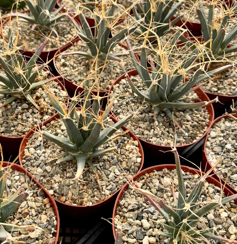Leuchtenbergia Principis Live Plant - Unique Agave Cactus in 6 Inch Pot, Drought-Tolerant Leuchtenbergia Principis Live Plant - Unique Agave Cactus in 6 Inch Pot, Drought-Tolerant - Image 1