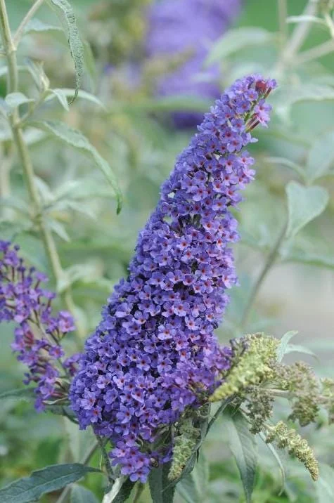 Light Blue Butterfly Bush Live Plant – Buddleia Starter Shrub 5-7 Inch Tall – Outdoor Light Blue Butterfly Bush Live Plant – Buddleia Starter Shrub 5-7 Inch Tall – Outdoor - Image 2
