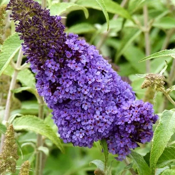 Light Blue Butterfly Bush Live Plant – Buddleia Starter Shrub 5-7 Inch Tall – Outdoor Light Blue Butterfly Bush Live Plant – Buddleia Starter Shrub 5-7 Inch Tall – Outdoor - Image 3