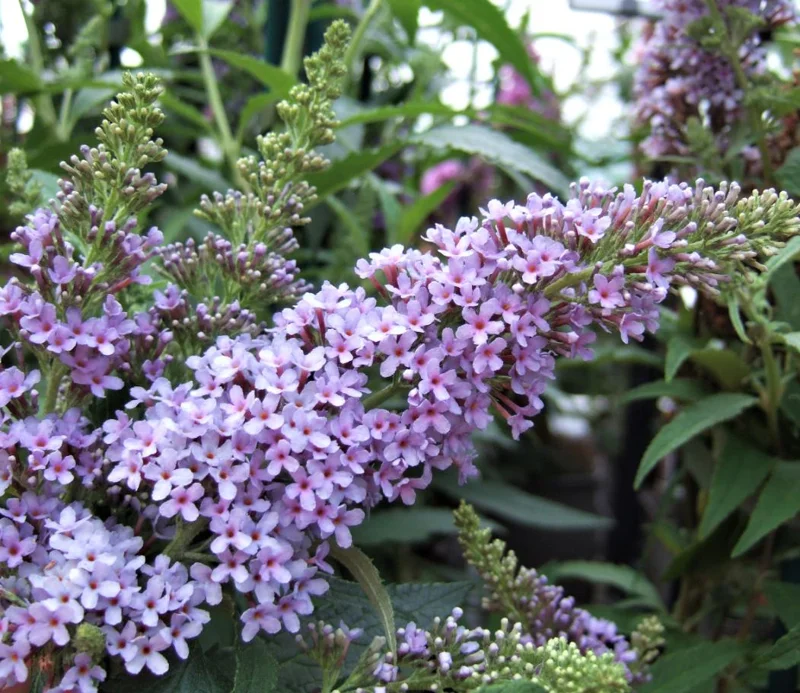 Light Blue Butterfly Bush Live Plant – Buddleia Starter Shrub 5-7 Inch Tall – Outdoor Light Blue Butterfly Bush Live Plant – Buddleia Starter Shrub 5-7 Inch Tall – Outdoor - Image 4