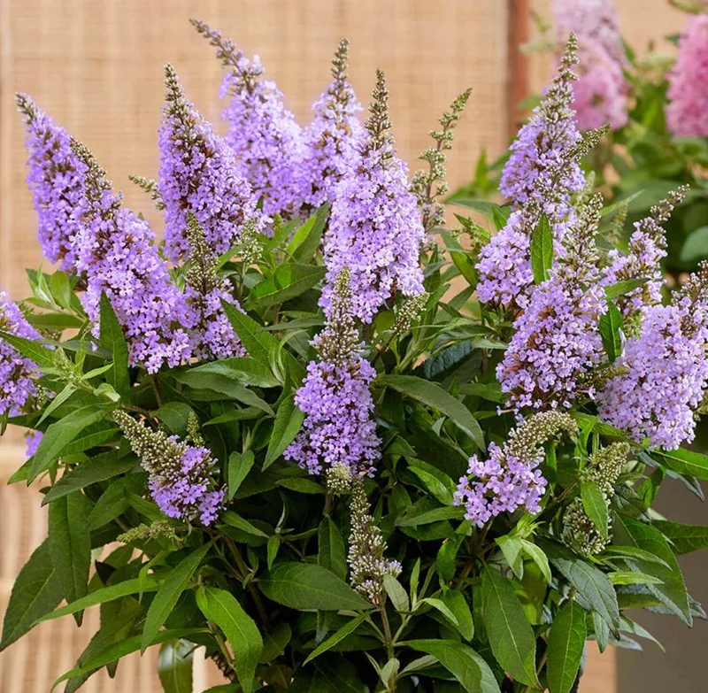 Light Blue Butterfly Bush Live Plant – Buddleia Starter Shrub 5-7 Inch Tall – Outdoor Light Blue Butterfly Bush Live Plant – Buddleia Starter Shrub 5-7 Inch Tall – Outdoor - Image 5