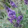 Light Blue Butterfly Bush Live Plant – Buddleia Starter Shrub 5-7 Inch Tall – Outdoor Light Blue Butterfly Bush Live Plant – Buddleia Starter Shrub 5-7 Inch Tall – Outdoor - Image 1