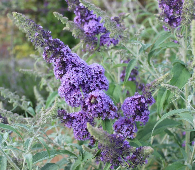 Light Blue Butterfly Bush Live Plant – Buddleia Starter Shrub 5-7 Inch Tall – Outdoor Light Blue Butterfly Bush Live Plant – Buddleia Starter Shrub 5-7 Inch Tall – Outdoor - Image 1