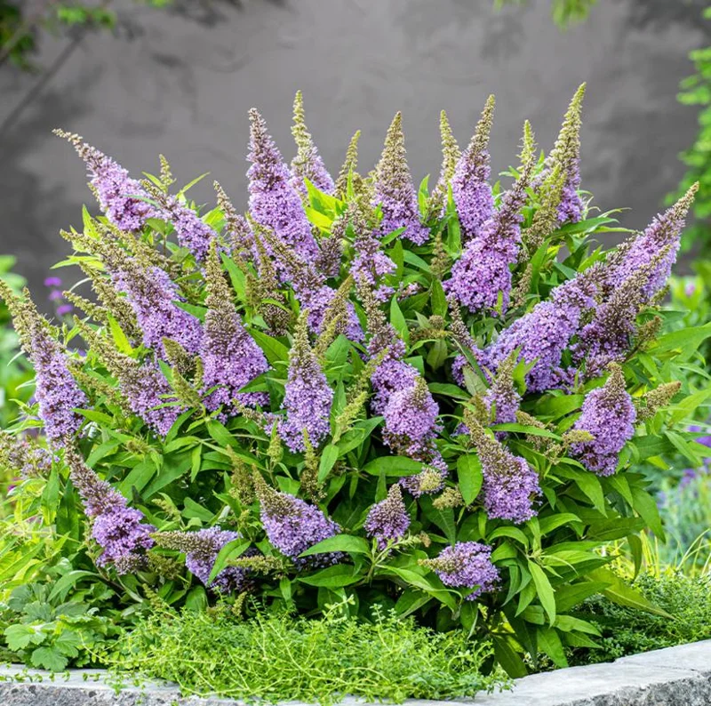 Light Blue Butterfly Bush Live Plant – Buddleia Starter Shrub 5-7 Inch Tall – Outdoor Light Blue Butterfly Bush Live Plant – Buddleia Starter Shrub 5-7 Inch Tall – Outdoor - Image 6