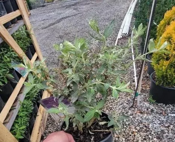 Light Blue Butterfly Bush Live Plant – Buddleia Starter Shrub 5-7 Inch Tall – Outdoor Light Blue Butterfly Bush Live Plant – Buddleia Starter Shrub 5-7 Inch Tall – Outdoor - Image 7