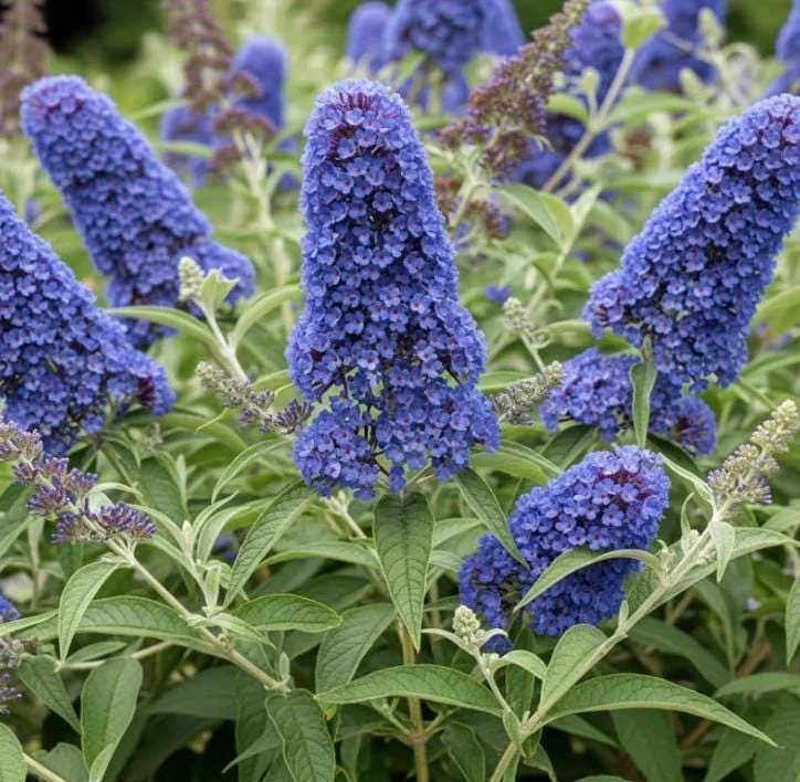 Light Blue Butterfly Bush Live Plant – Buddleia Starter Shrub 5-7 Inch Tall – Outdoor Light Blue Butterfly Bush Live Plant – Buddleia Starter Shrub 5-7 Inch Tall – Outdoor - Image 8