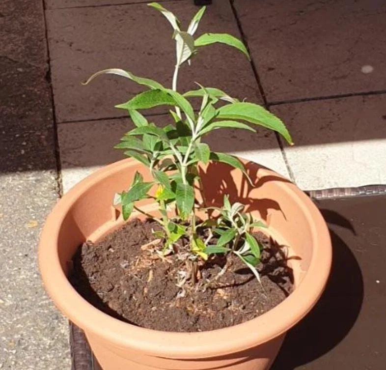 Light Blue Butterfly Bush Live Plant – Buddleia Starter Shrub 5-7 Inch Tall – Outdoor Light Blue Butterfly Bush Live Plant – Buddleia Starter Shrub 5-7 Inch Tall – Outdoor - Image 9