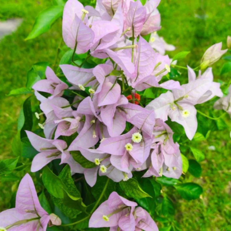 Light Pink Bougainvillea Live Plant 5-7 Inch Tall Climbing Vine Outdoor - Image 2