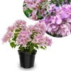 Light Pink Bougainvillea Live Plant 5-7 Inch Tall Climbing Vine Outdoor - Image 1