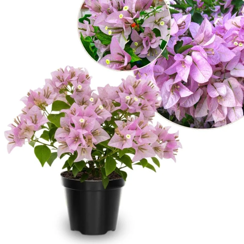 Light Pink Bougainvillea Live Plant 5-7 Inch Tall Climbing Vine Outdoor - Image 1