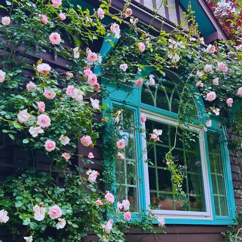 Light Pink Climbing Rose Live Plant – 4-6 Inch Tall – Outdoor Garden Light Pink Climbing Rose Live Plant – 4-6 Inch Tall – Outdoor Garden - Image 2