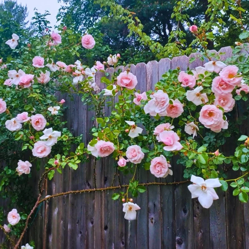 Light Pink Climbing Rose Live Plant – 4-6 Inch Tall – Outdoor Garden Light Pink Climbing Rose Live Plant – 4-6 Inch Tall – Outdoor Garden - Image 3