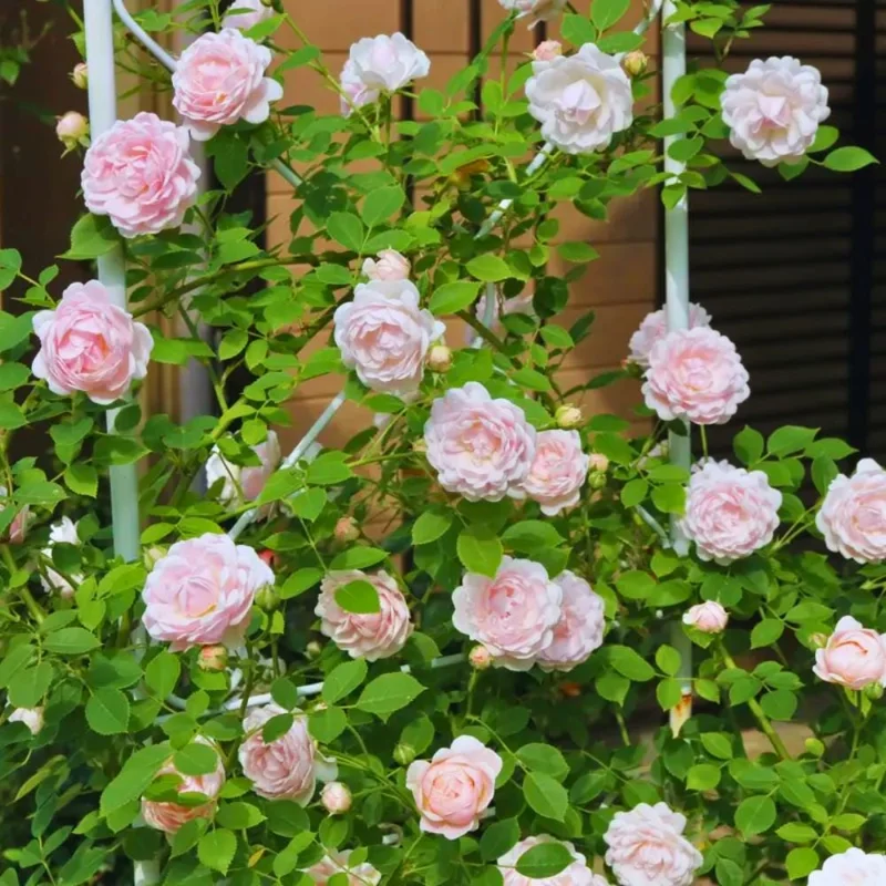 Light Pink Climbing Rose Live Plant – 4-6 Inch Tall – Outdoor Garden Light Pink Climbing Rose Live Plant – 4-6 Inch Tall – Outdoor Garden - Image 4