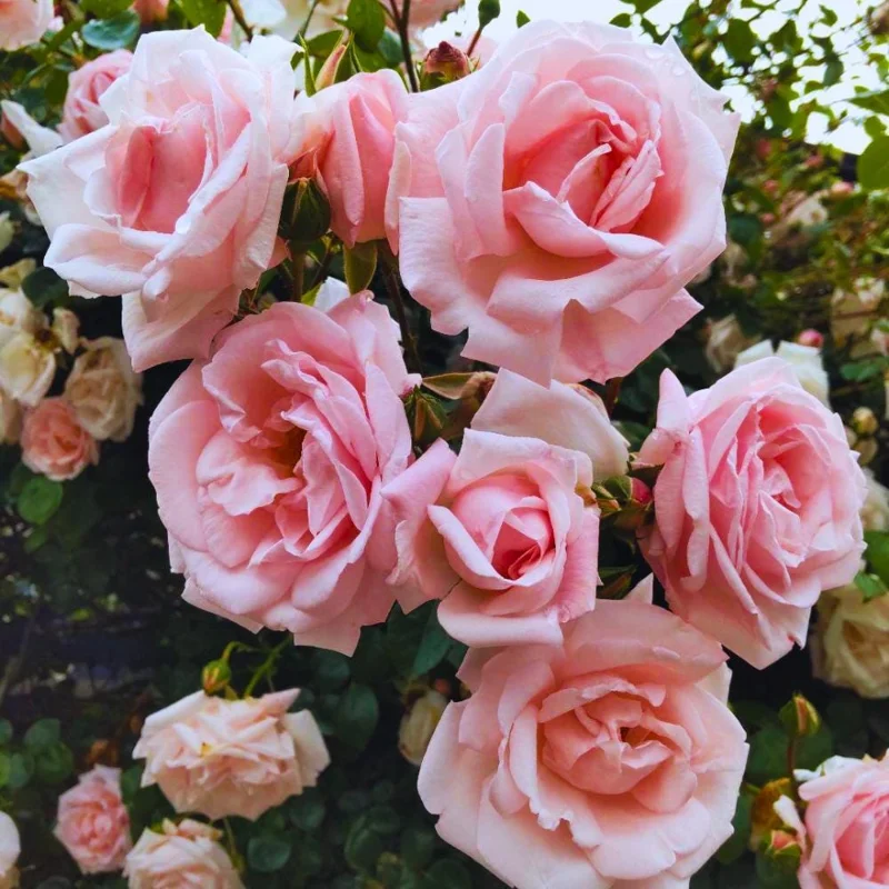 Light Pink Climbing Rose Live Plant – 4-6 Inch Tall – Outdoor Garden Light Pink Climbing Rose Live Plant – 4-6 Inch Tall – Outdoor Garden - Image 5