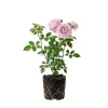 Light Pink Climbing Rose Live Plant – 4-6 Inch Tall – Outdoor Garden - Image 1