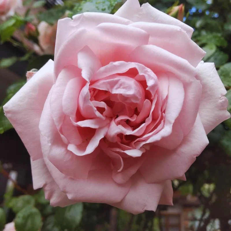 Light Pink Climbing Rose Live Plant – 4-6 Inch Tall – Outdoor Garden Light Pink Climbing Rose Live Plant – 4-6 Inch Tall – Outdoor Garden - Image 6