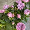 Light Purple Miniature Rose Live Plant Bush, 3-8 Inch Tall - Image 1