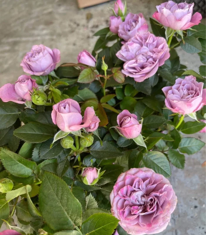 Light Purple Miniature Rose Live Plant Bush, 3-8 Inch Tall - Image 1