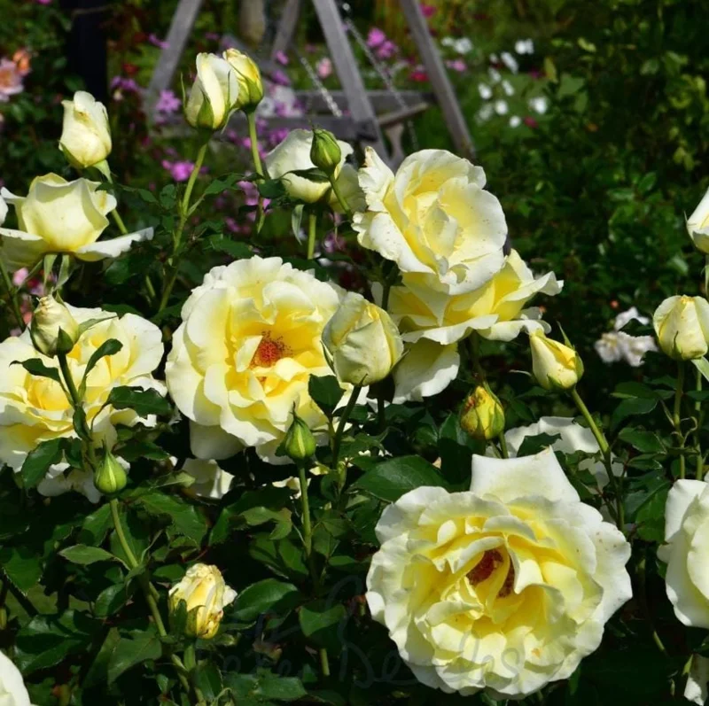 Light Yellow Hybrid Tea Rose Plant Live, 5-8 Inch Tall Bush Starter, Fragrant Outdoor Garden Rose - Image 2