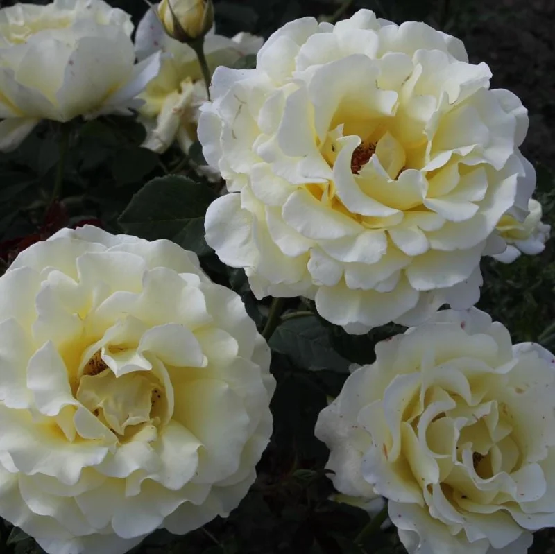 Light Yellow Hybrid Tea Rose Plant Live, 5-8 Inch Tall Bush Starter, Fragrant Outdoor Garden Rose Light Yellow Hybrid Tea Rose Plant Live, 5-8 Inch Tall Bush Starter, Fragrant Outdoor Garden Rose - Image 3