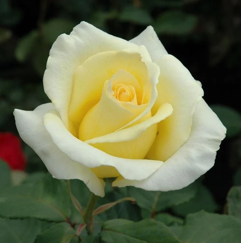 Light Yellow Hybrid Tea Rose Plant Live, 5-8 Inch Tall Bush Starter, Fragrant Outdoor Garden Rose Light Yellow Hybrid Tea Rose Plant Live, 5-8 Inch Tall Bush Starter, Fragrant Outdoor Garden Rose - Image 4