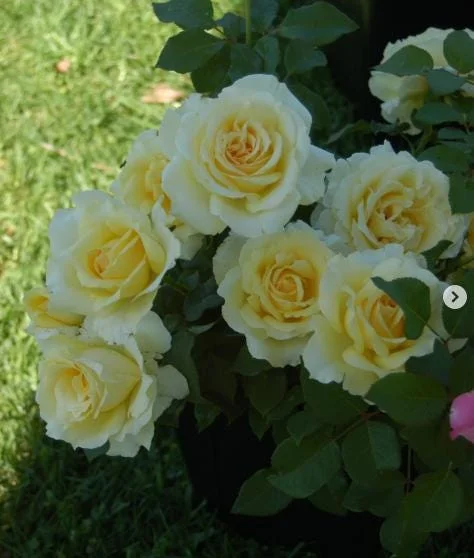 Light Yellow Hybrid Tea Rose Plant Live, 5-8 Inch Tall Bush Starter, Fragrant Outdoor Garden Rose Light Yellow Hybrid Tea Rose Plant Live, 5-8 Inch Tall Bush Starter, Fragrant Outdoor Garden Rose - Image 5