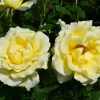 Light Yellow Hybrid Tea Rose Plant Live, 5-8 Inch Tall Bush Starter, Fragrant Outdoor Garden Rose - Image 1