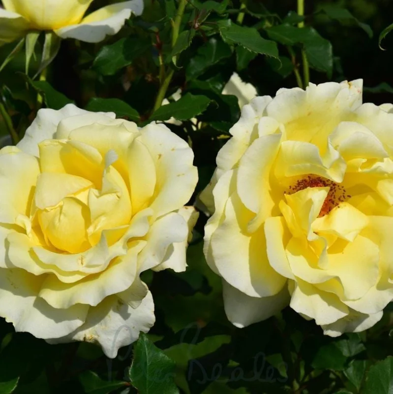 Light Yellow Hybrid Tea Rose Plant Live, 5-8 Inch Tall Bush Starter, Fragrant Outdoor Garden Rose - Image 1